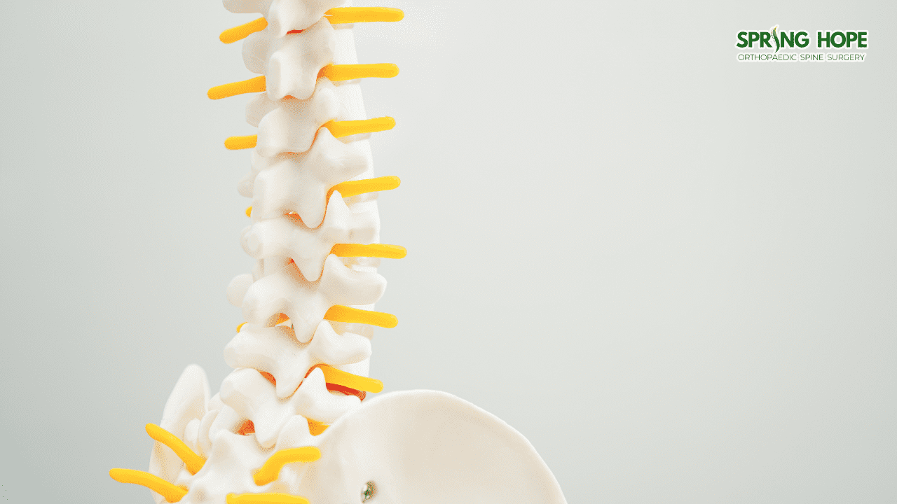 Bamboo Spine